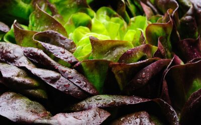 Proteina din carne, crescută în salată. Inovație în alimentație