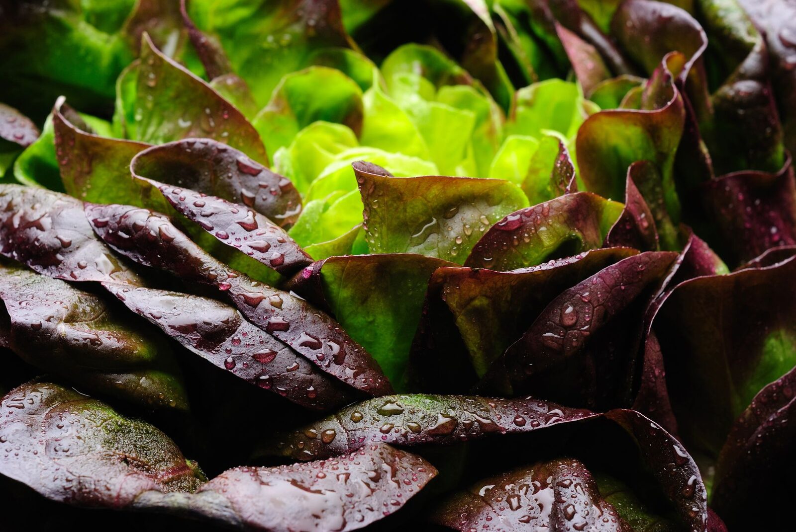 Proteina din carne, crescută în salată. Inovație în alimentație