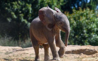 Pui de elefant, noul star al grădinii zoologice