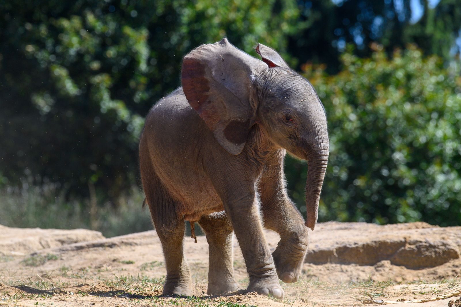 Pui de elefant, noul star al grădinii zoologice
