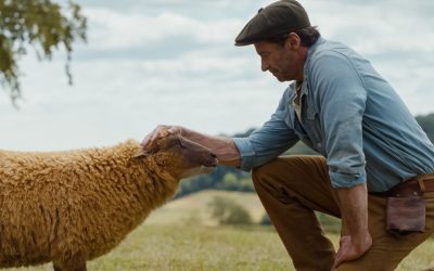 Misterul cu oi de la cinema: O poveste ce merită descoperită acasă