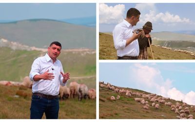 Peste 500 de oi ucise, despăgubiri incerte