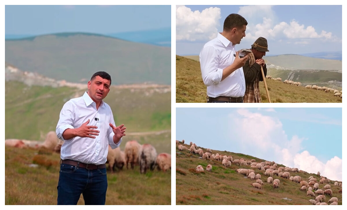 Peste 500 de oi ucise, despăgubiri incerte