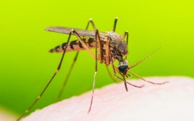 Virusul West Nile cuprinde Europa: România, printre țările vizate
