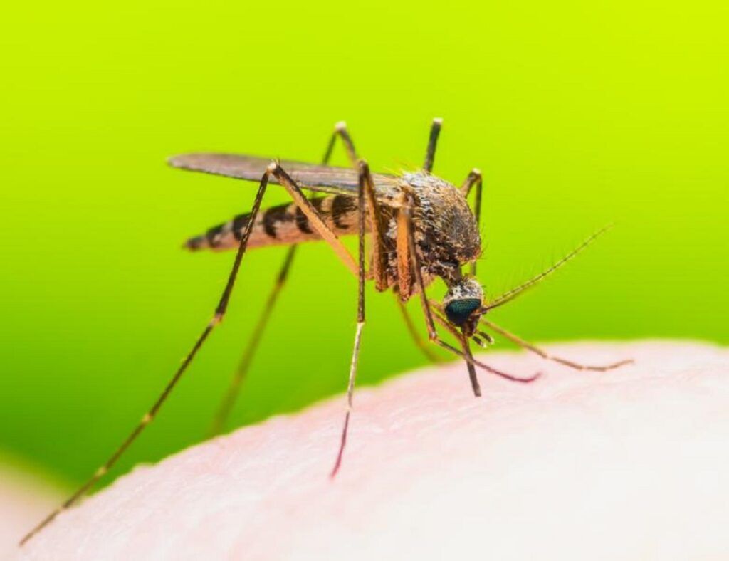 Virusul West Nile cuprinde Europa: România, printre țările vizate