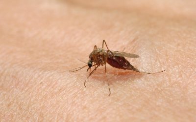 West Nile lovește Europa: peste 240 de cazuri, 6 în România