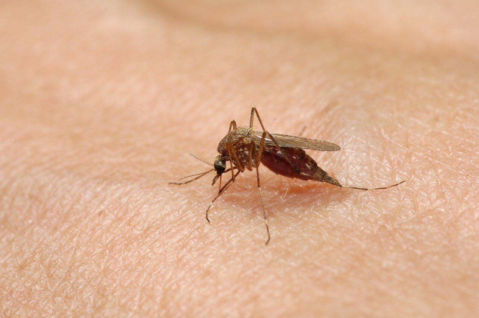 West Nile lovește Europa: peste 240 de cazuri, 6 în România
