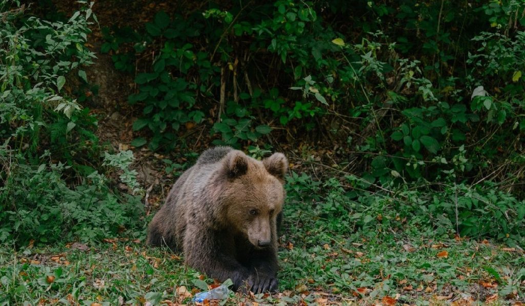 Cioban mușcat de urs în Argeș, luptă cu bâta pentru oi