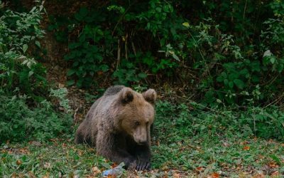 Cioban mușcat de urs în Argeș, luptă cu bâta pentru oi