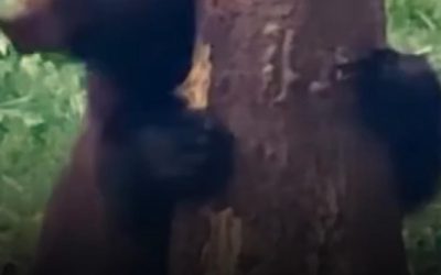 Baloo la Broșteni: Ursul amuzant, filmat de Romsilva
