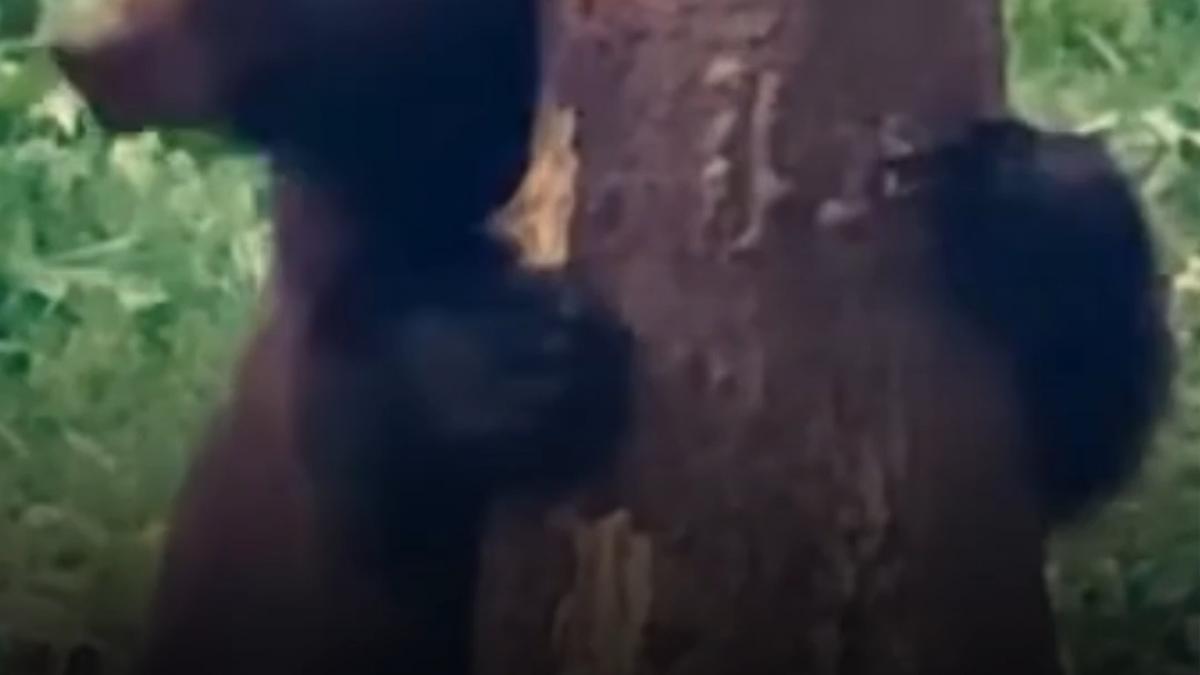 Baloo la Broșteni: Ursul amuzant, filmat de Romsilva
