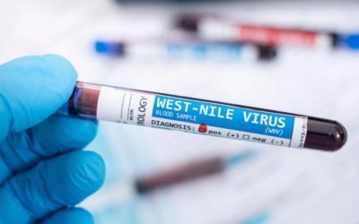 Grecia: Alertă! West Nile în creștere alarmantă pentru turiștii români