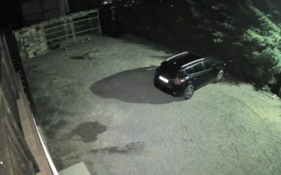 Cățelușa lui Ștucan, atacată de lup: „N-am văzut așa ceva”
