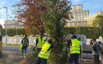 Ciucu: Coridor verde pe 13 Septembrie, 1200 de copaci noi
