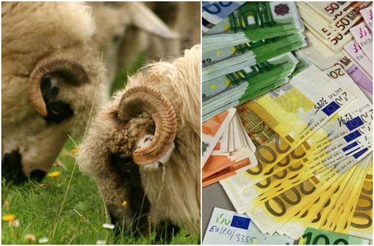 Subvenție APIA de 14,61 euro/cap ovină pentru furaje!