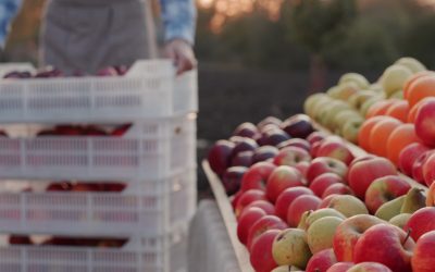 România, nectar ieftin: Fructul autohton, 3,5 lei/kg, tot din import