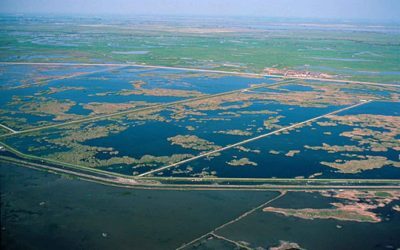 SUA: Paradiș al păsărilor, acoperit de dezastru ecologic