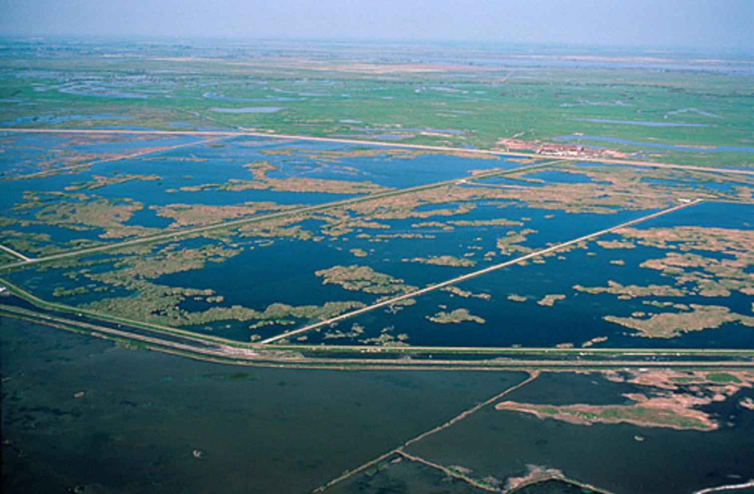 SUA: Paradiș al păsărilor, acoperit de dezastru ecologic