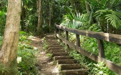 Artist dispărut în Puerto Rico, găsit după 40 de ani