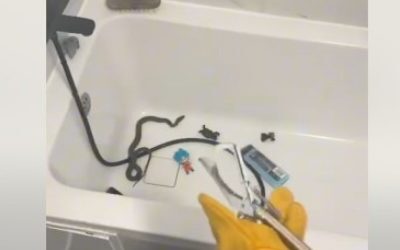 Şarpe găsit în cadă, încolăcit pe furtunul de la duş, în timp ce o femeie din Medgidia se pregătea să-și îmbăieze copilul