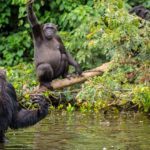 Primatele vorbesc ca noi? Cercetătorii fac o descoperire uluitoare