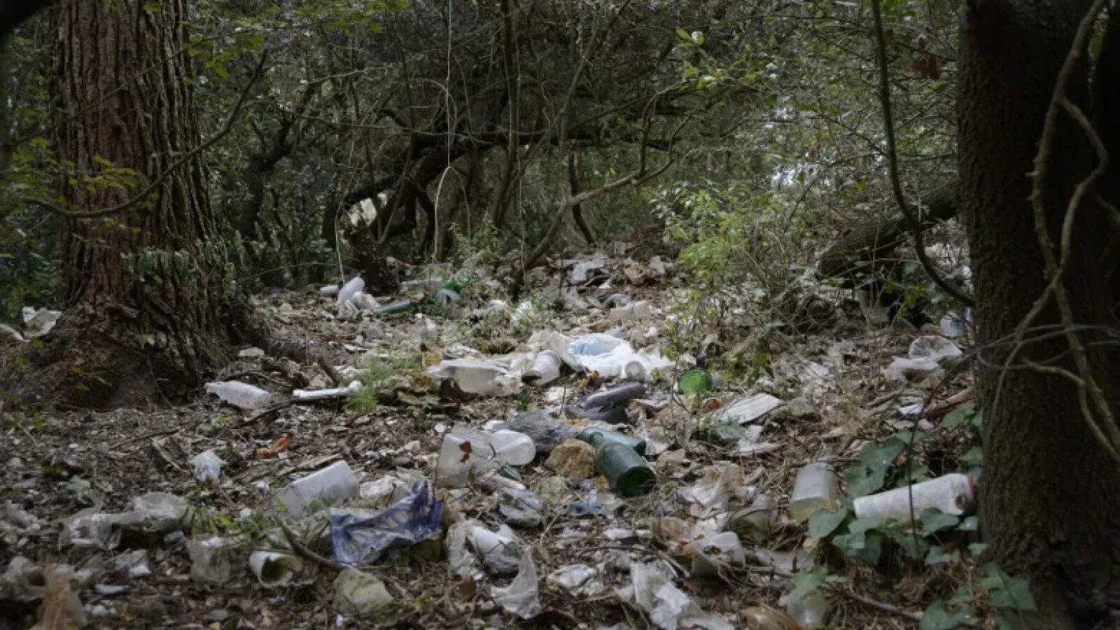 Pădure rara, groapă de gunoi: 40.000 tone deșeuri